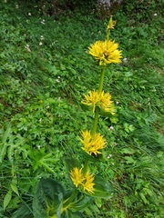 Gentiana lutea lutea
