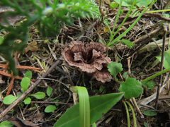 Thelephora caryophyllea