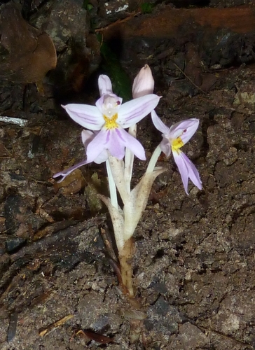 Brachycorythis pumilio