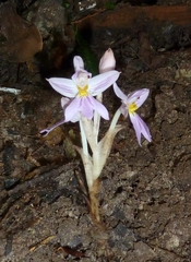 Brachycorythis pumilio image