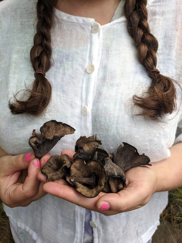 Eastern Black Trumpet