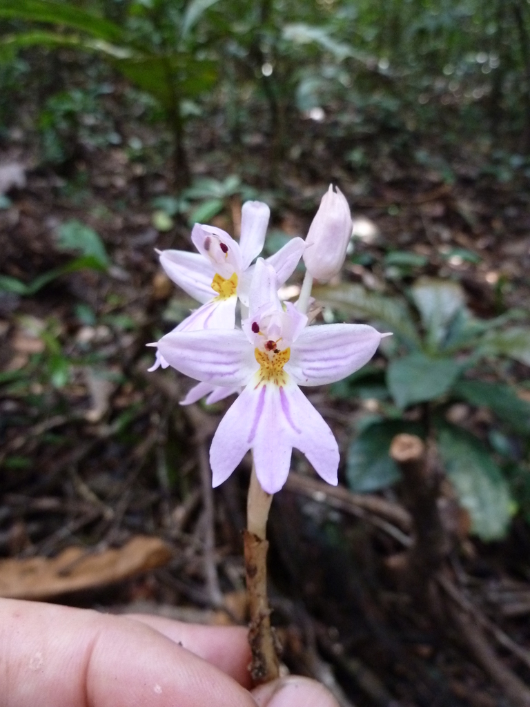 Brachycorythis pumilio