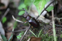 Lucanus fairmairei
