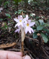 Brachycorythis pumilio image