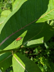 Tetraopes melanurus