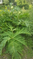 Heracleum mantegazzianum