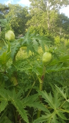 Heracleum mantegazzianum