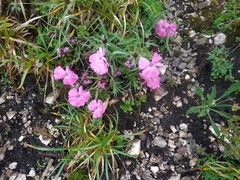 Dianthus callizonus