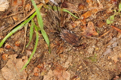 Hadrobunus maculosus