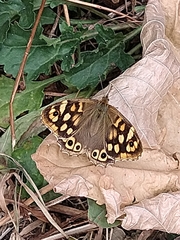 Pararge aegeria
