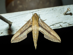 Xylophanes turbata