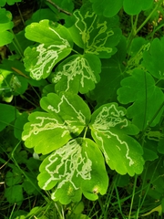 Phytomyza minuscula group