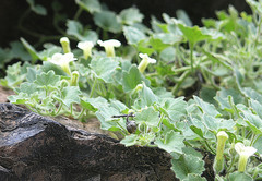 Mabrya acerifolia