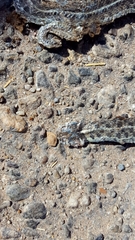 Thamnophis marcianus