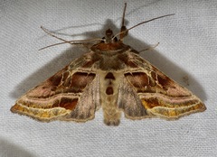 Euchalcia variabilis