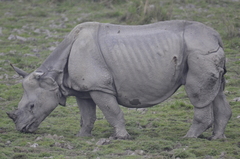 Rhinoceros unicornis