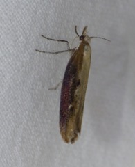 Ypsolopha falcella