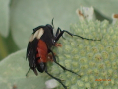 Macrosiagon flavipennis