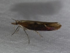 Ypsolopha falcella