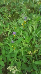 Melampyrum nemorosum