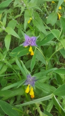 Melampyrum nemorosum