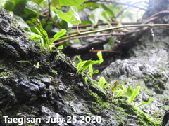 Pyrrosia linearifolia