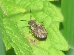 Nithecus jacobaeae