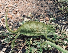 Chamaeleo senegalensis