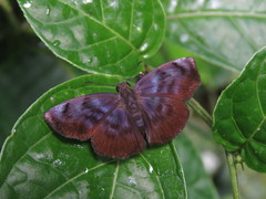 Ebrietas anacreon anacreon