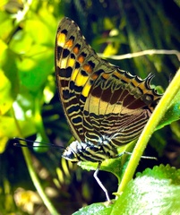 Charaxes brutus