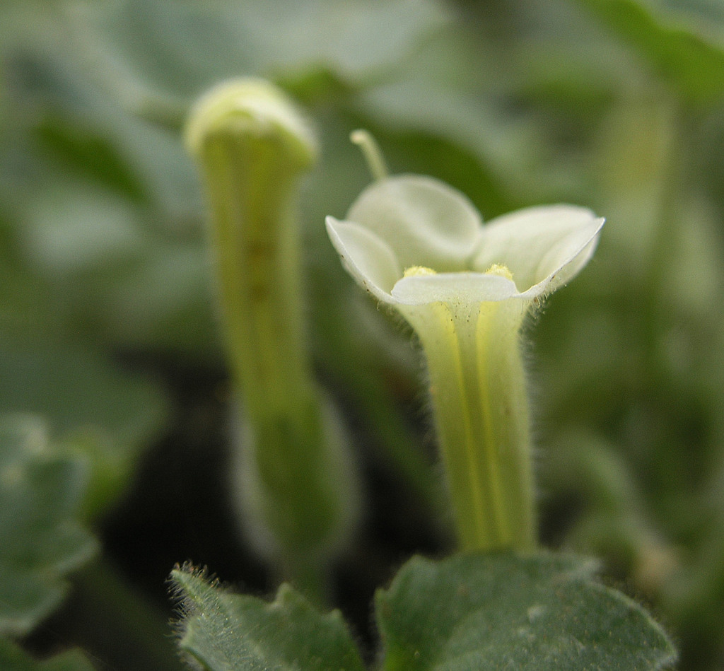 Brittlestem
