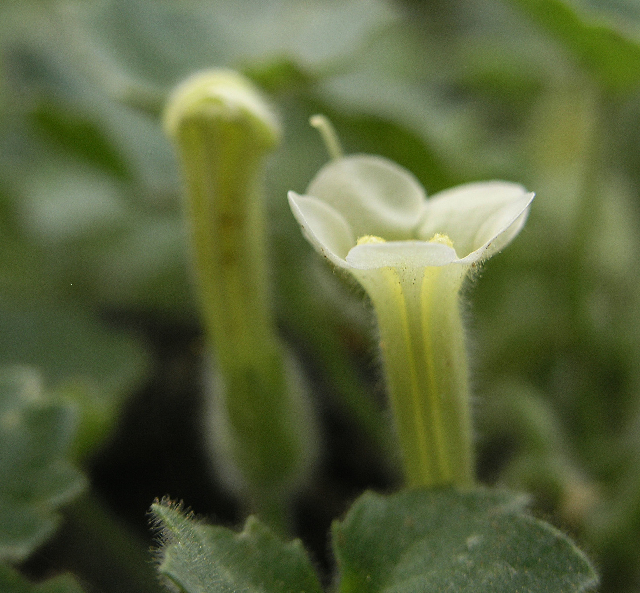 Mabrya acerifolia