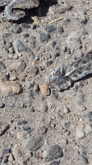 Thamnophis marcianus