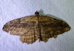 Philereme transversata