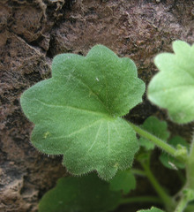 Mabrya acerifolia
