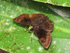 Gorgopas chlorocephala