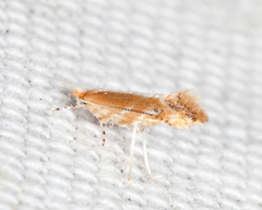 Cameraria quercivorella
