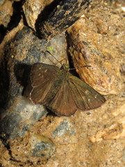 Dalla ibhara