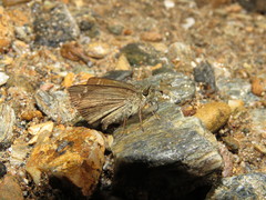 Dalla ibhara