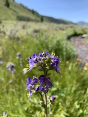 Polemonium occidentale occidentale