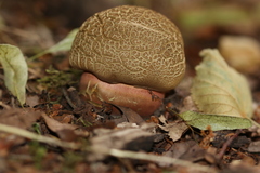 Neoboletus xanthopus