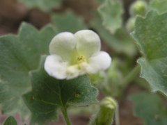 Mabrya acerifolia