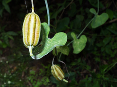 Aristolochia carterae