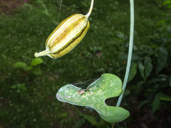 Aristolochia carterae