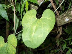 Aristolochia carterae