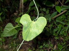 Aristolochia carterae