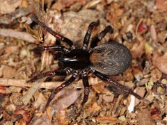 Arctosa rubicunda