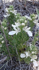 Teucrium laciniatum