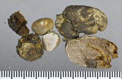 Descomyces
