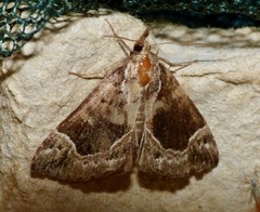 Hypena crassalis